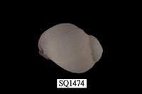 藏品(紫口珊瑚螺)的圖片